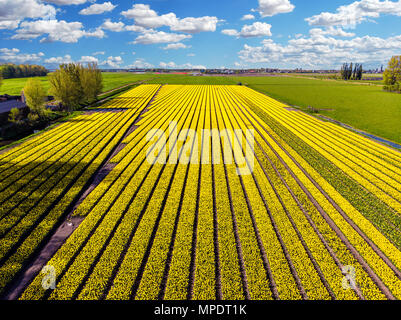 Gelbe Tulpe Feld in den Niederlanden aus einer höheren Perspektive Stockfoto
