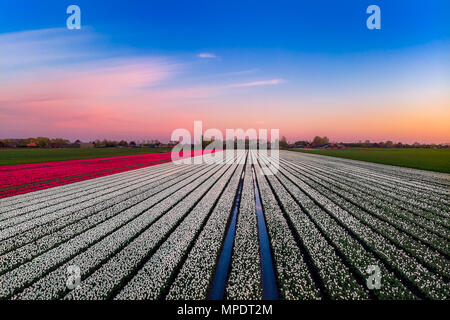 Big Tulpenfeld mit roten und weißen Tulpen bei Sonnenuntergang in den Niederlanden Stockfoto