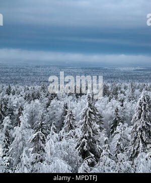 Dunkle Nadelwälder (borealen Nadelwald). Dichten sumpfigen Wald in Sibirien. Sibirische Taiga im Winter. Draufsicht auf schneebedeckten Wald Fichte, Stockfoto