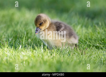 Graugänse Gosling sitzen auf der Wiese, in der Nähe Stockfoto
