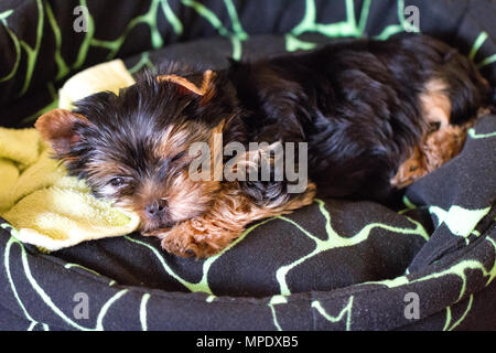 Closeup Schuß eines Yorkshire Terrier Welpen schlafen Stockfoto