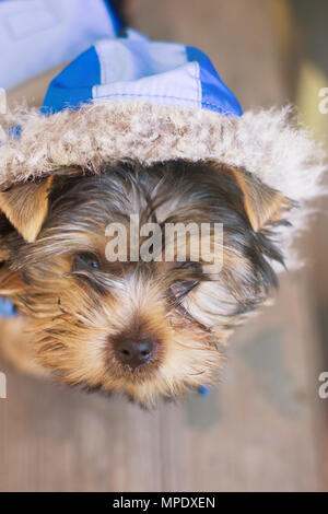 Yorkshire Terrier in einem Anzug mit Kapuze Stockfoto