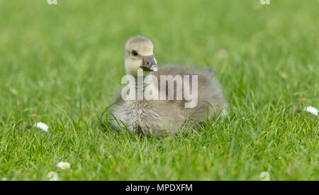 Graugänse Gosling sitzen auf der Wiese, in der Nähe Stockfoto