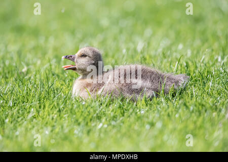 Graugänse Gosling sitzen auf der Wiese, in der Nähe Stockfoto
