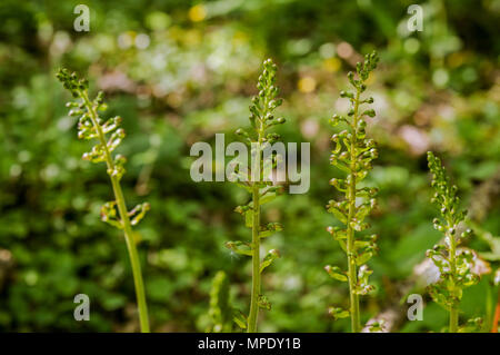 Common Twayblade blühen auf den South Downs Hügeln in Sussex Stockfoto