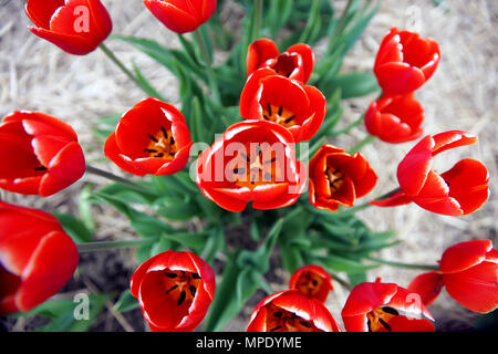 In der Nähe der Innenseite einer Tulpe. Credit: Mario Beauregard/Alamy leben Nachrichten Stockfoto