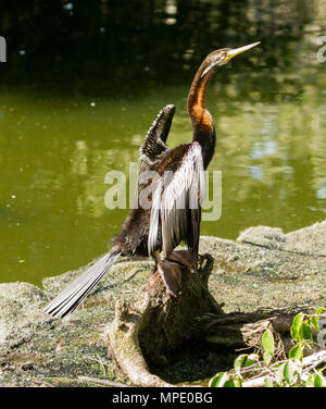 Australische wasservogelabkommens, Snake-necked Darter, neben Wasser mit Flügeln Abmelden im städtischen Park zu trocknen gehockt Stockfoto