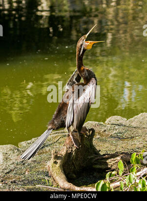 Australische wasservogelabkommens, Snake-necked Darter, neben Wasser mit Flügeln Abmelden gehalten zu trocknen und Bill Wide Open im städtischen Park gehockt Stockfoto