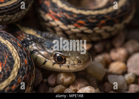 Rot-seitig Gartersnake (Thamnophis sirtalis Parietalis) gefunden, die über eine Schotterstraße in Gage County, Nebraska, USA. Stockfoto