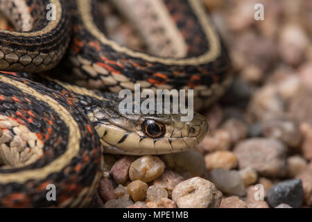 Rot-seitig Gartersnake (Thamnophis sirtalis Parietalis) gefunden, die über eine Schotterstraße in Gage County, Nebraska, USA. Stockfoto