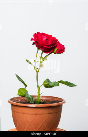 Rote Rose in Pot Stockfoto