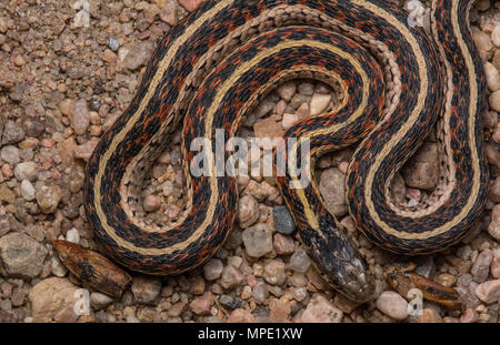 Rot-seitig Gartersnake (Thamnophis sirtalis Parietalis) gefunden, die über eine Schotterstraße in Gage County, Nebraska, USA. Stockfoto