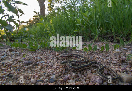 Rot-seitig Gartersnake (Thamnophis sirtalis Parietalis) gefunden, die über eine Schotterstraße in Gage County, Nebraska, USA. Stockfoto