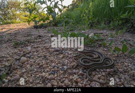 Rot-seitig Gartersnake (Thamnophis sirtalis Parietalis) gefunden, die über eine Schotterstraße in Gage County, Nebraska, USA. Stockfoto