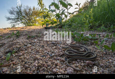 Rot-seitig Gartersnake (Thamnophis sirtalis Parietalis) gefunden, die über eine Schotterstraße in Gage County, Nebraska, USA. Stockfoto