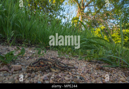 Rot-seitig Gartersnake (Thamnophis sirtalis Parietalis) gefunden, die über eine Schotterstraße in Gage County, Nebraska, USA. Stockfoto