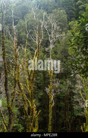 Die Regenwälder an der Westküste von Tasmnaia Stockfoto