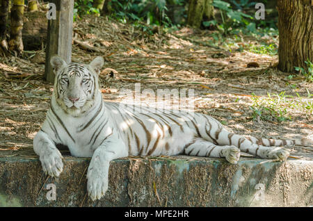 White Bengal Tiger (Panthera tigris Tigris) auf dem Boden liegend und mit Blick auf die Kamera. Stockfoto