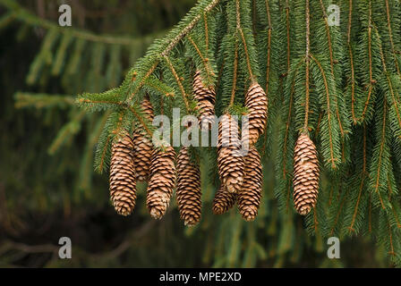 Fichte kiefer Kegel - Picea abies Stockfoto