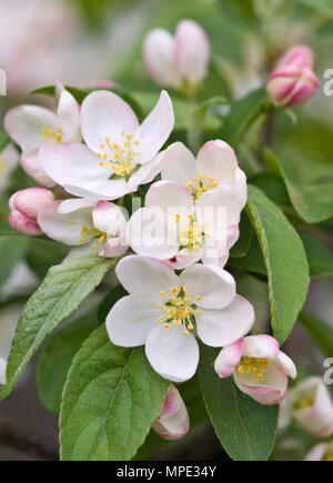 CRABAPPLE TREE BLOSSOMS-MALUS Stockfoto