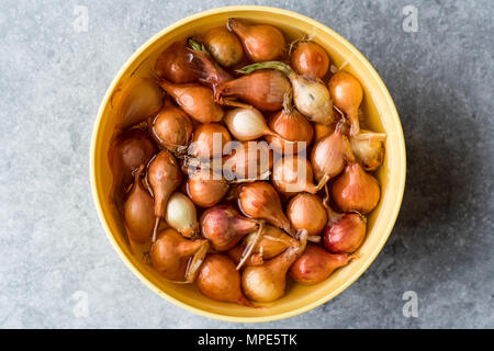 Noch immer leben Zwiebeln / Schalotten in Wasser mit Glühlampen. Ökologische Lebensmittel. Stockfoto