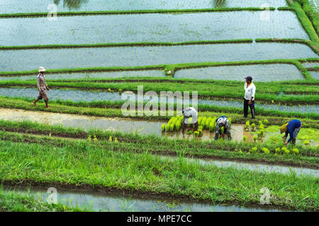 Bali, Indonesien, 12. Januar 2018 - Reis Plantage mit der arbeitenden Bevölkerung. Stockfoto