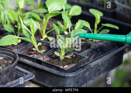Callistephus chinensis. Bewässerung China aster Sämlinge in einem Gewächshaus. Großbritannien Stockfoto