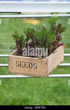 Beta vulgaris. Junge Rote Bete Salat Blatt Blätter für eine Ernte in einem Gewächshaus eine Blume zeigen gewachsen. Großbritannien Stockfoto