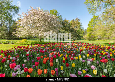 Frühling Tulpen blühen vor einem blühenden Crab Apple tree bei Dow Gärten in Michigan Midlan Stockfoto