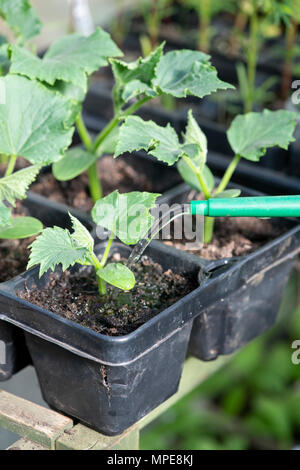 Cucumis sativus. Bewässerung Gurke Sämlinge in einem Gewächshaus. Großbritannien Stockfoto