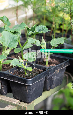 Cucumis sativus. Bewässerung Gurke Sämlinge in einem Gewächshaus. Großbritannien Stockfoto