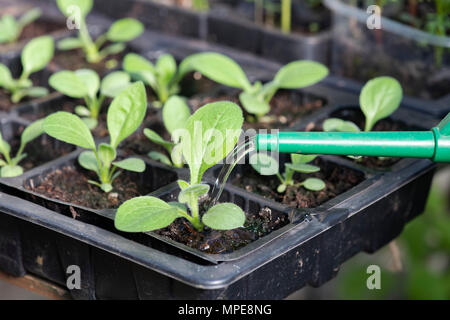 Bewässerung rudbeckia Sämlinge in einem Gewächshaus. Großbritannien Stockfoto