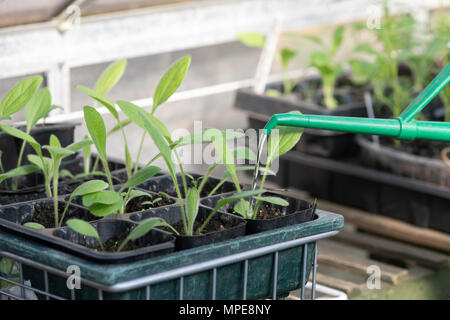 Bewässerung rudbeckia Sämlinge in einem Gewächshaus. Großbritannien Stockfoto