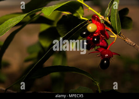 Mickey Mouse (Ochna Kirkii) Stockfoto