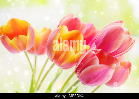 Schönen Blumenstrauß von gelb-rosa Tulpe Blumen mit grünen Blättern am Frühling closeup Stockfoto
