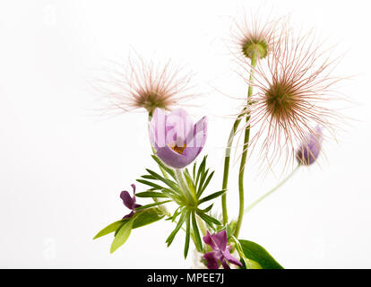 Rosa Blumen Rahmen auf weißem Hintergrund. Stockfoto