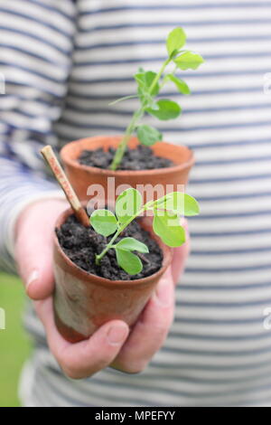 Lathyrus Odoratus. Sweet pea Sämlinge in Tontöpfen, lange Wurzeln und Kunststoff frei im Garten arbeiten, bereit zum Auspflanzen geeignet Stockfoto