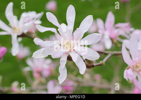 Blüten pink Magnolia x loebneri 'Leonard Messel" in einem spring garden, Großbritannien Stockfoto