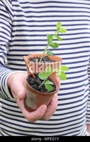 Lathyrus Odoratus. Sweet pea Sämlinge in Tontöpfen, lange Wurzeln und Kunststoff frei im Garten arbeiten, bereit zum Auspflanzen geeignet Stockfoto