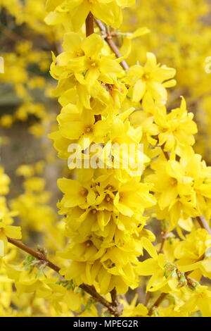 Leuchtenden Blüten der Forsythia x intermedia in einem spring garden, Großbritannien Stockfoto