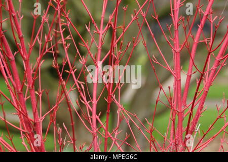 Lebendige junge Zweige der Acer palmatum der Ango-kaku' oder Koralle - Rinde Ahorn hinzufügen winter Interesse zu einem Englischen Garten, Großbritannien Stockfoto