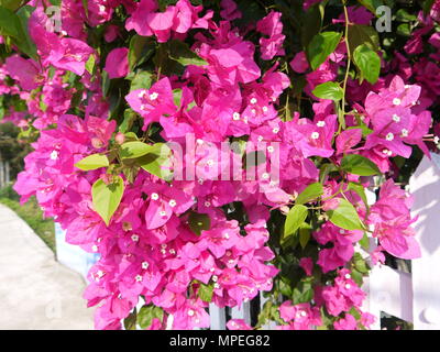 In der Nähe von schönen und lebendigen blühenden Bougainvillea Blüten magenta Stockfoto