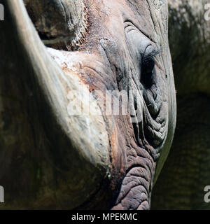 Nashörner hautnah. Fokus auf Auge. Stockfoto