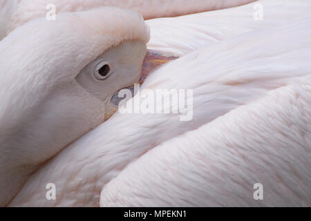 In der Nähe von Great White Pelican (Pelecanus onocrotalus) ruht. Stockfoto