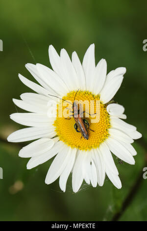 Ein ziemlich geschwollen - thighed Käfer (Oedemera nobilis) nectaring auf einem Hund daisy flower. Stockfoto