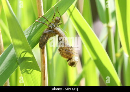 Eine seltene Downy Emerald Dragonfly (Cordulia aenea), die sich aus seinen exuvium im Schilf am Rande eines Teiches. Stockfoto