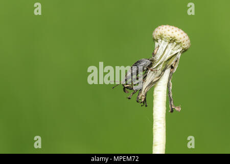 Eine kleine Rüsselkäfer (Phyllobius) hocken auf den Samen Kopf einer Löwenzahn. Stockfoto