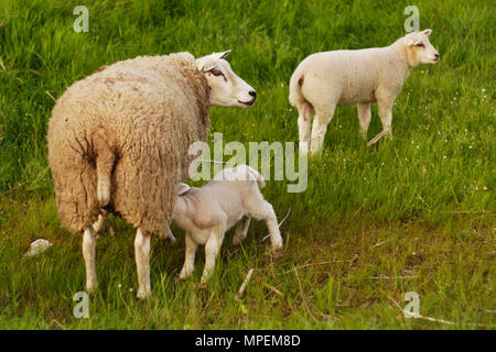 Ein mutterschaf mit ihren zwei Lämmer. Eines der lämmer ist Trinken. Stockfoto