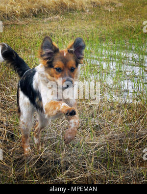 Pup Laufen aufgeregt durch den Sumpf an einem bewölkten Tag Stockfoto