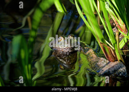 Amerikanische Ochsenfrosch in einer reflektierenden Teich. Es ist eine amphibische Frosch, und zur Familie der Ranidae, oder echte Frösche. Stockfoto